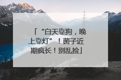 “白天靠狗，晚上靠灯”！菌子近期疯长！别乱捡