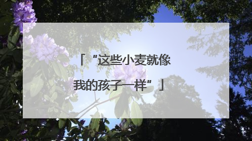“这些小麦就像我的孩子一样”