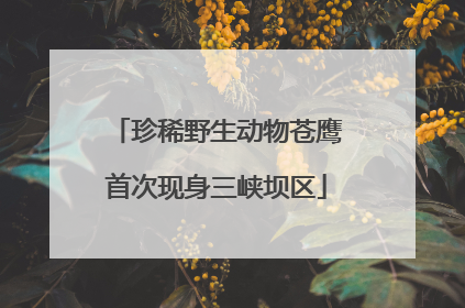珍稀野生动物苍鹰首次现身三峡坝区