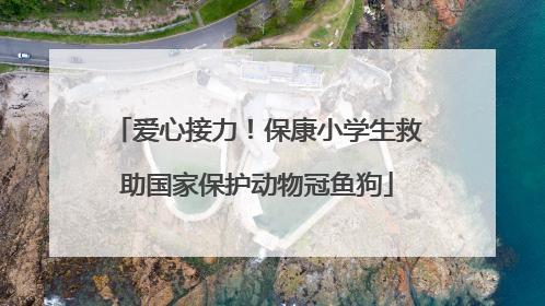 爱心接力！保康小学生救助国家保护动物冠鱼狗