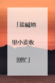 盐碱地里小麦收割忙
