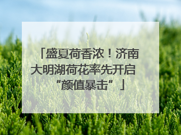 盛夏荷香浓！济南大明湖荷花率先开启“颜值暴击”