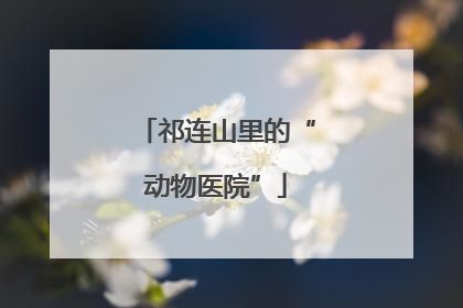 祁连山里的“动物医院”