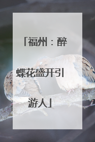 福州：醉蝶花盛开引游人