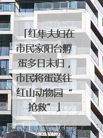 红隼夫妇在市民家阳台孵蛋多日未归，市民将蛋送往红山动物园“抢救”