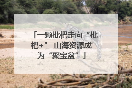 一颗枇杷走向“枇杷+” 山海资源成为“聚宝盆”