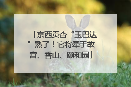 京西贡杏“玉巴达”熟了！它将牵手故宫、香山、颐和园