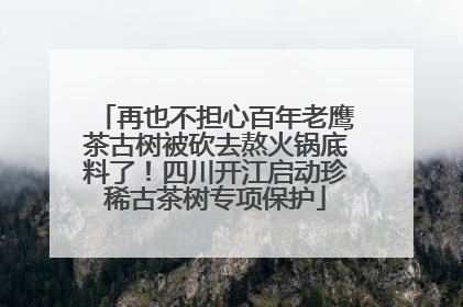 再也不担心百年老鹰茶古树被砍去熬火锅底料了！四川开江启动珍稀古茶树专项保护