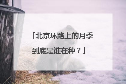 北京环路上的月季到底是谁在种？