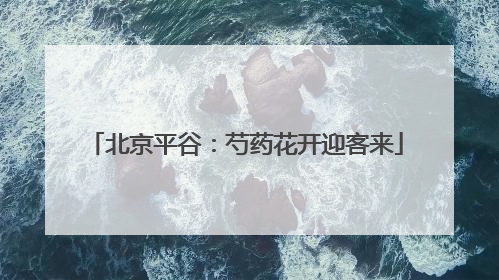 北京平谷：芍药花开迎客来