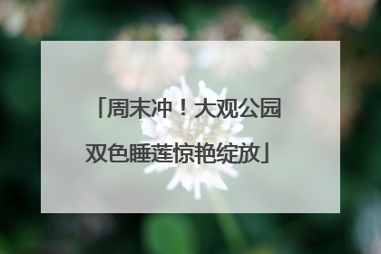 周末冲！大观公园双色睡莲惊艳绽放