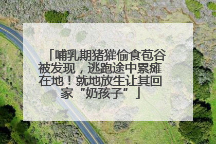 哺乳期猪獾偷食苞谷被发现，逃跑途中累瘫在地！就地放生让其回家“奶孩子”