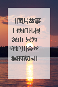 图片故事丨他们扎根深山 只为守护川金丝猴的家园