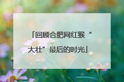 回顾合肥网红猴“大壮”最后的时光