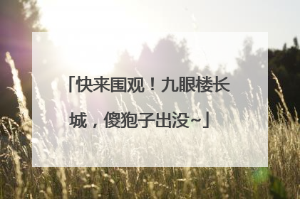 快来围观！九眼楼长城，傻狍子出没~