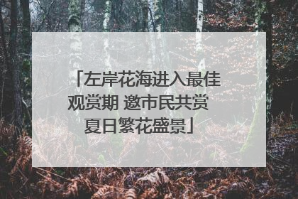左岸花海进入最佳观赏期 邀市民共赏夏日繁花盛景