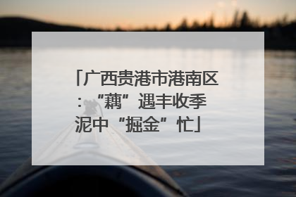 广西贵港市港南区：“藕”遇丰收季 泥中“掘金”忙