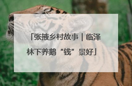 张掖乡村故事｜临泽林下养鹅“钱”景好