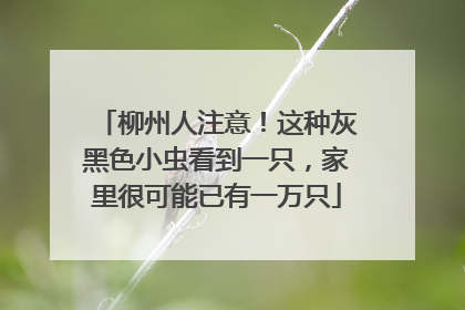 柳州人注意！这种灰黑色小虫看到一只，家里很可能已有一万只