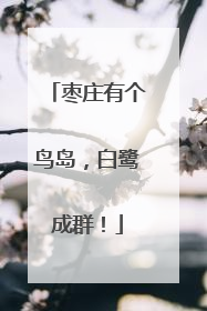 枣庄有个鸟岛，白鹭成群！