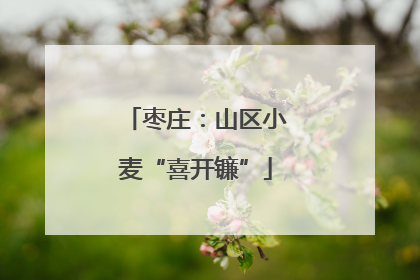 枣庄：山区小麦“喜开镰”