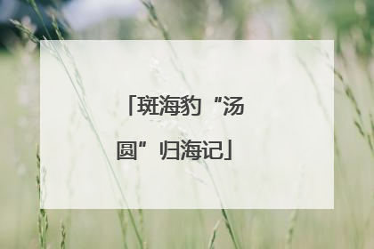 斑海豹“汤圆”归海记