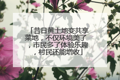 昔日黄土地变共享菜地，不仅环境美了，市民多了体验乐趣，村民还能增收