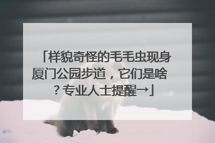 样貌奇怪的毛毛虫现身厦门公园步道，它们是啥？专业人士提醒→