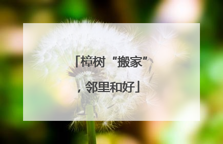 樟树“搬家”，邻里和好