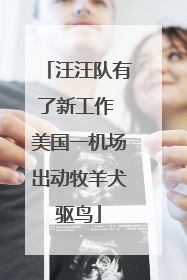 汪汪队有了新工作 美国一机场出动牧羊犬驱鸟