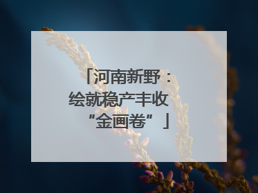 河南新野：绘就稳产丰收“金画卷”