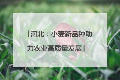 河北：小麦新品种助力农业高质量发展