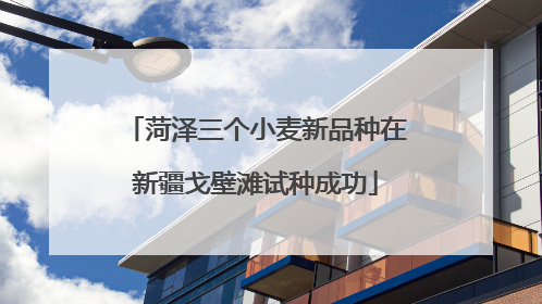 菏泽三个小麦新品种在新疆戈壁滩试种成功