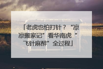 老虎也怕打针？“凛凛搬家记”看华南虎“飞针麻醉”全过程