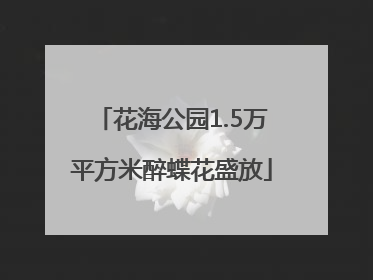 花海公园1.5万平方米醉蝶花盛放