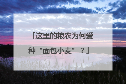 这里的粮农为何爱种“面包小麦”？
