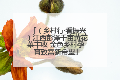 （乡村行·看振兴）江西彭泽千亩黄花菜丰收 金色乡村孕育致富新希望