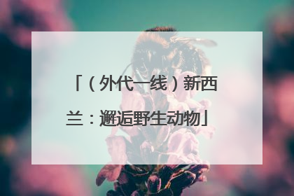 （外代一线）新西兰：邂逅野生动物